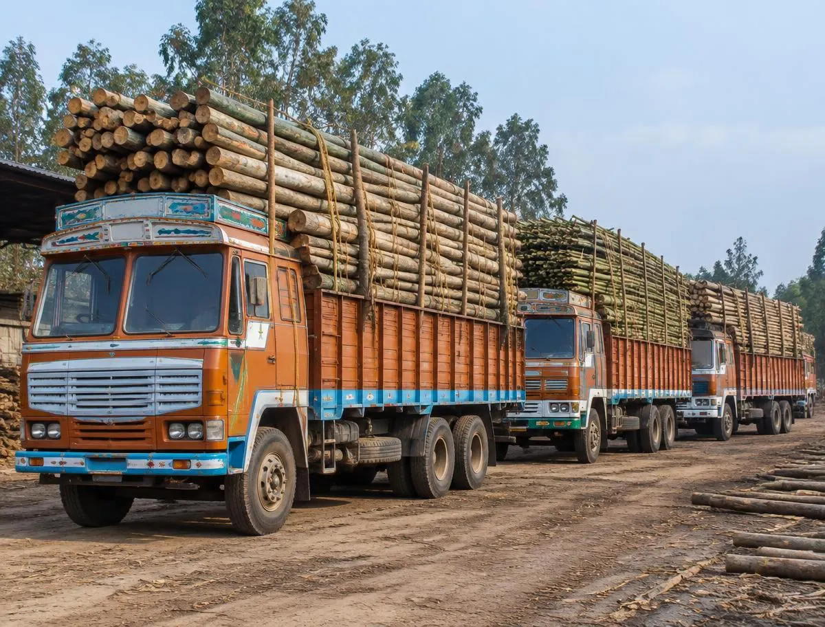 Line of trucks loaded with eucalyptus poles and bamboo ready for dispatch