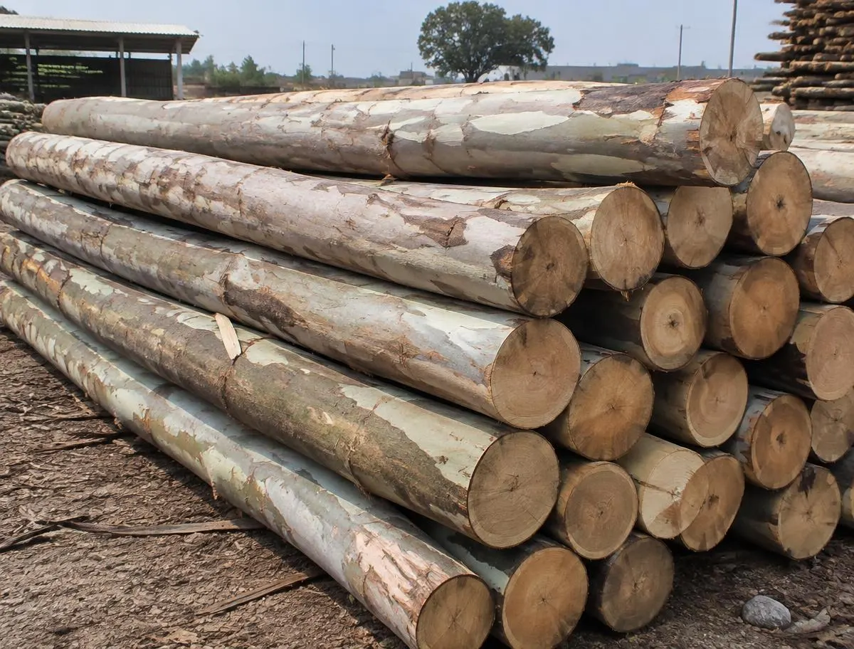 Eucalyptus Logs (Nilgiri Lakdu) — sorted stock in a timber yard