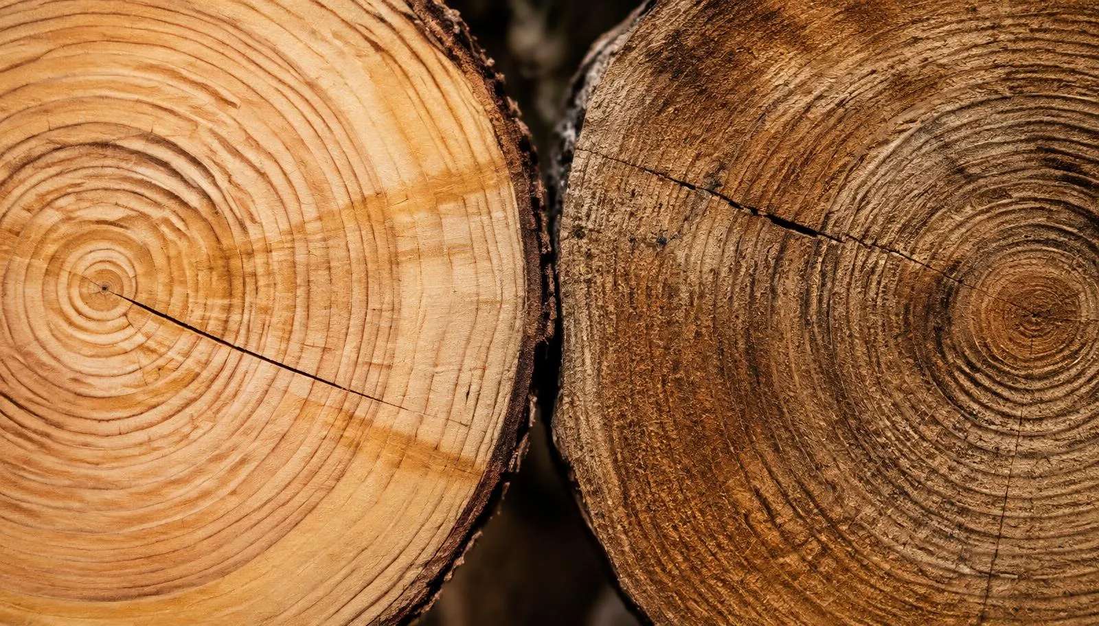 Macro view of pine and sal end-grain with growth rings