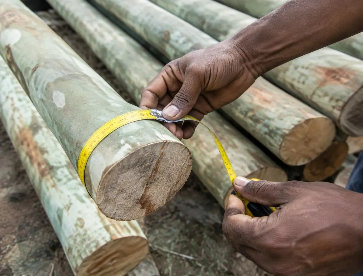 Tape measuring the top diameter of a eucalyptus pole